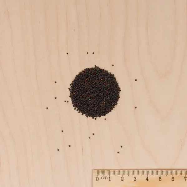 Fleurs - Gypsophile Nuage Blanc - MEDIA_3D